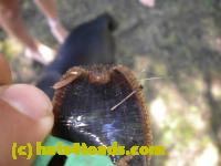 /home//u458753944/public_html/sourcegallery//Insects and small critters/slugs snails leaches (Gastropoda and Annelida)/DSCN8376.JPG